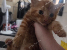 Boy kitten for sale
