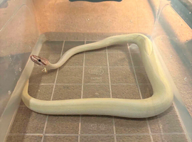 Super Mojave 100% het Albino Royal Python And 4x1.5x1.5 full Vivarium set up