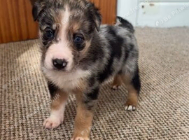 Collie X Malinios puppies