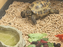 5 yr old tortoise