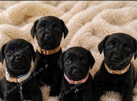 Beautiful Patterdale puppies for sale!