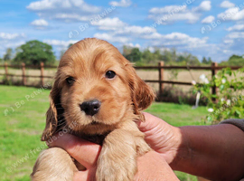COCKER  SPANIEL PUPPIES    [KC REG]