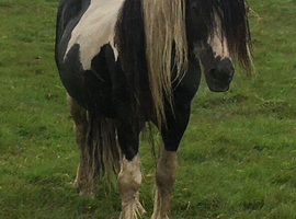 Homozygous Tobiano stallion