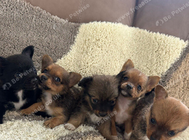 5 Adorable Jack Pom Puppies