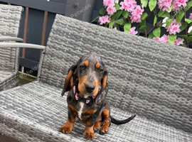 Dachshund / Cocker Spaniel Puppy