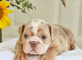 English Bulldog Pups