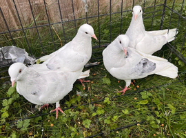 2pairs of roller pigeons
