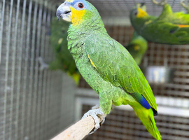 Amazon parrot