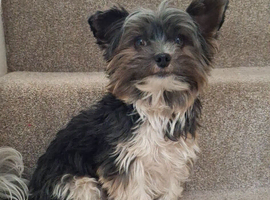 Biewer Terrier Stud