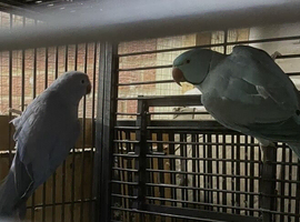 Breeding pair ringneck