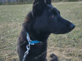 Buddy black German shepherd KC registered