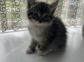 Kittens ready to move