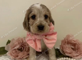 KC Registered Show Type Cocker Spaniel Puppies