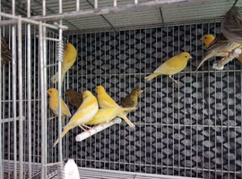 Friendly canaries for sale