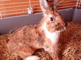 Rex cross lionhead
