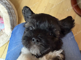 Lhasa Apso puppies for sale