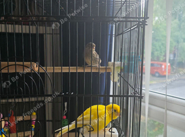 2 young female canaries and large cage and accessories