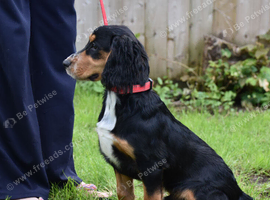 6 Months Old Male Working Cocker KC Reg.
