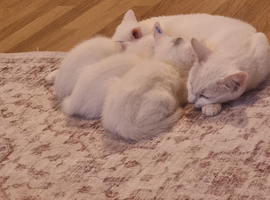 2 beautiful white well loved kittens