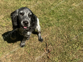 I&rsquo;m a dog walker I have very good experience
