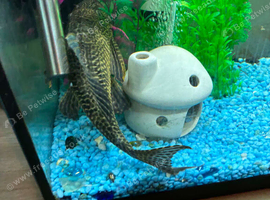 Common Pleco- for rehoming