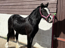 STORM - SWEETEST YEARLING FILLY
