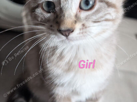 Two female ragdoll kittens