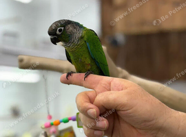 Green Cheek Conure