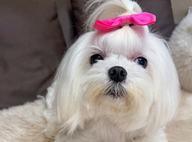 21 month Male Maltese and 5 year Female Maltese