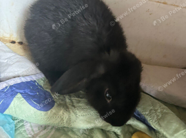 Baby rabbits