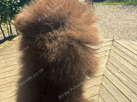 MICRO TINY solid chocolate teddy bear pom boy