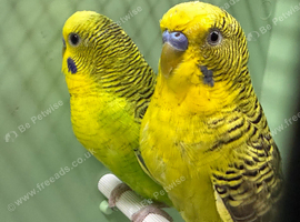 Black Wing Double Factor Budgies for Sale