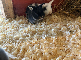 Girl rabbit