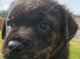 Chunky Rottiecorso's