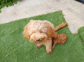 Beautiful maltipoo advert title