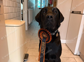 9 month old highly trained working line Labrador puppy