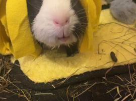 Male guinea pig
