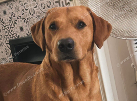 Labrador for stud