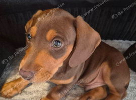Dashhound puppy