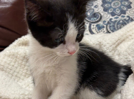 Ragdoll Mix Kittens (Ready Now)
