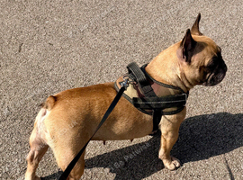 KC Registered French Bulldog female