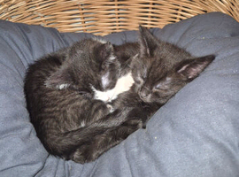 Female Kittens