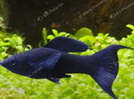 Black lyretail mollies