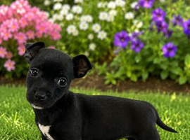 Jackrussell boy