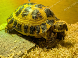 16 year old hermans tortoise and table with accessories