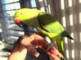 Baby Green Ringneck Talking Parrot