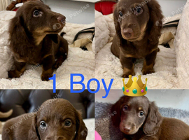 Dachshund miniature long haired