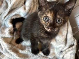 Beautiful kittens