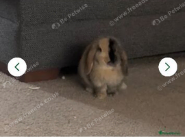 Male harli mini lop