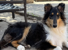 4.5 Month Old Tri Coloured Female Rough Collie Puppy